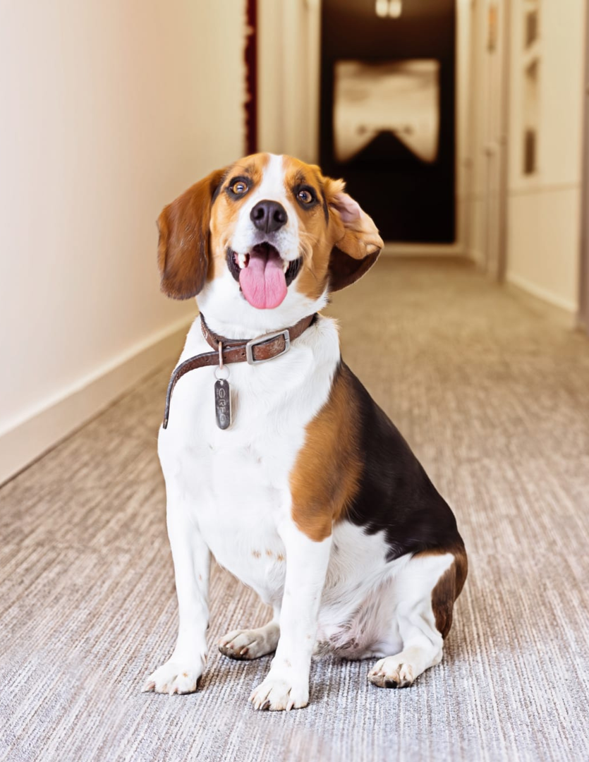 Jacob-Hamilton-Headshot